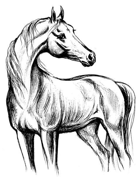 Лошадь ручкой