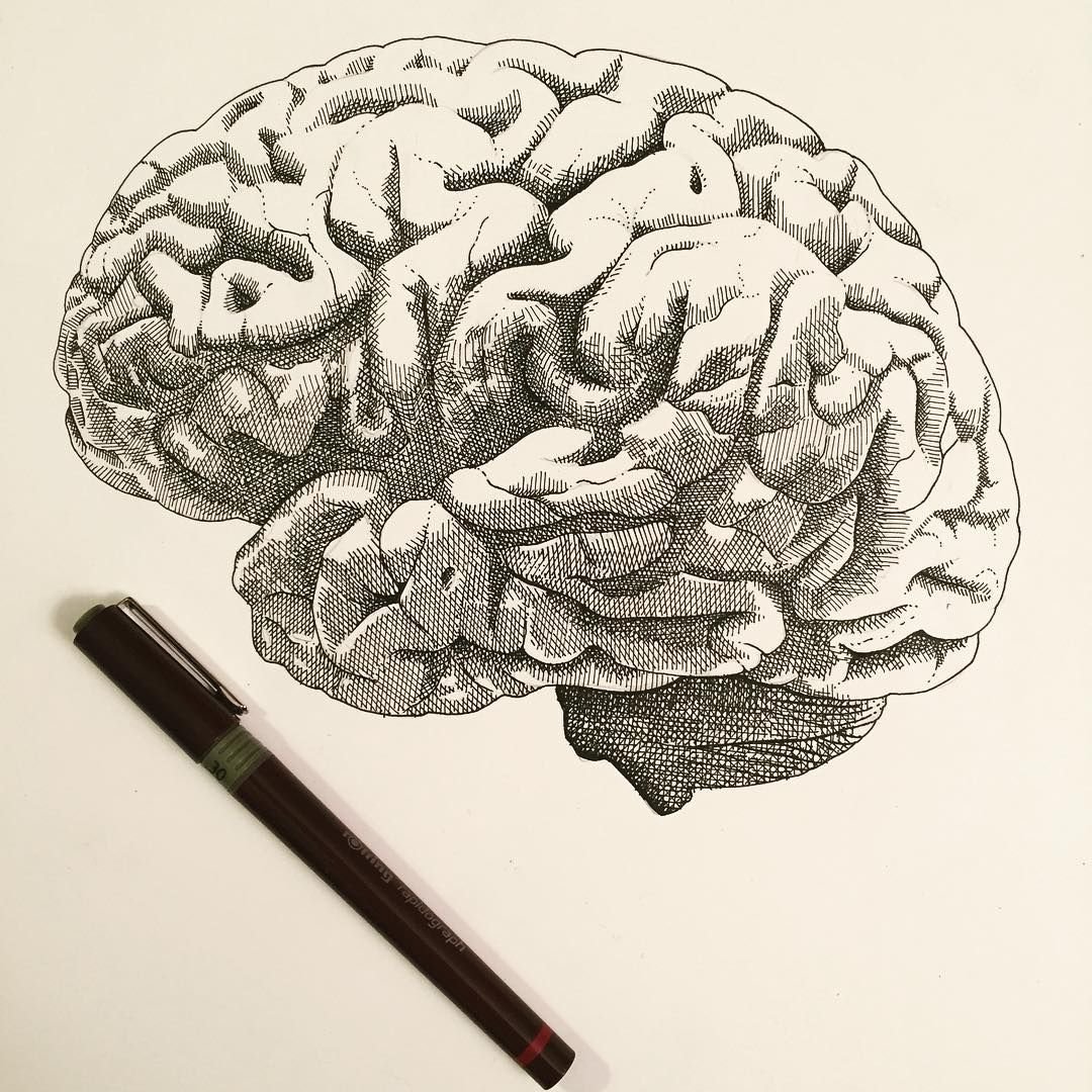 Мозг эскиз
