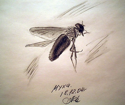 Пчела зарисовка карандашом