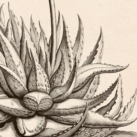 Суккуленты рисунок Графика