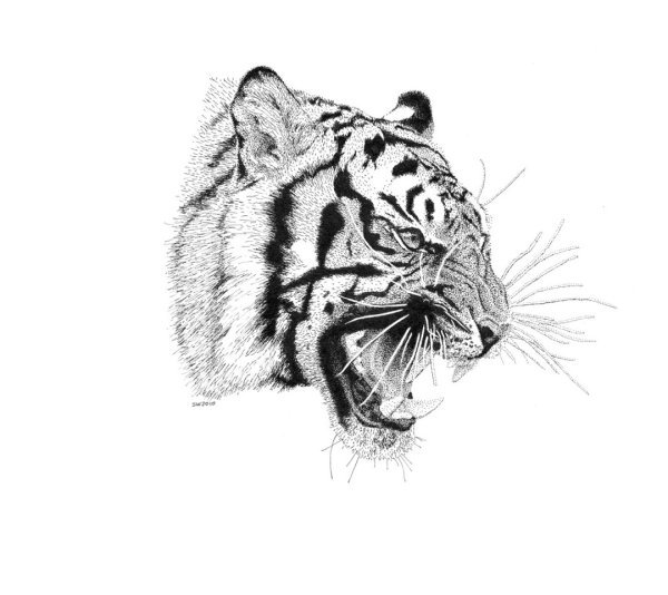 Тату тигр ручкой