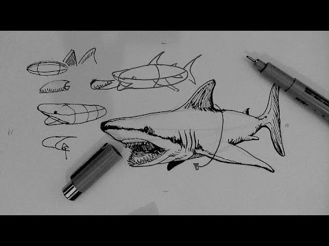Акула рисунок ручкой