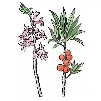 Волчье лыко