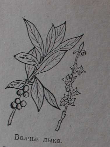 Волчье лыко для детей