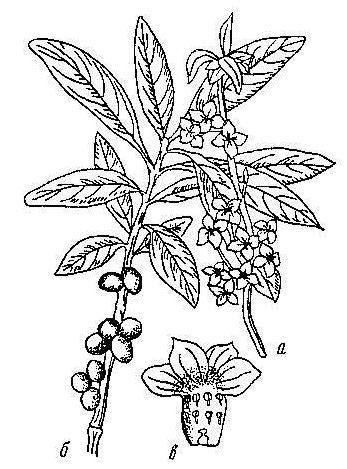 Раскраска Волчье лыко растение