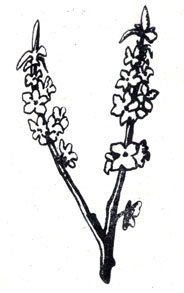 Волчье лыко контур