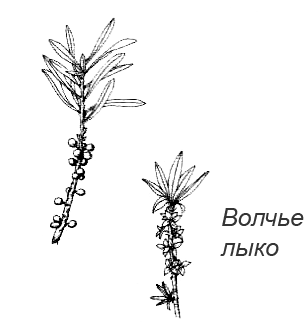 Волчье лыко в черно белом