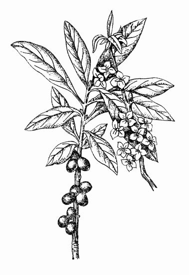 Волчье лыко белое