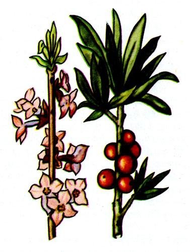 Облепиха раскраска