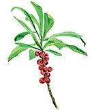 Волчье лыко рисунок 2 класс