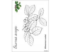 Ягода Волчье лыко раскраска