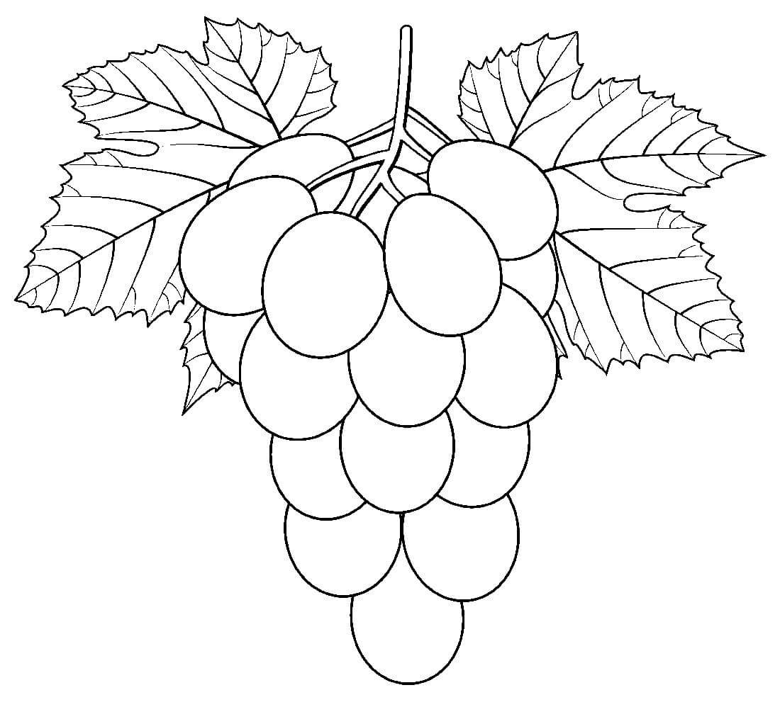 Ветка винограда раскраска