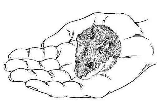 Джунгарский хомяк раскрасить