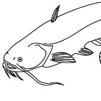 Рыба сом карандашом