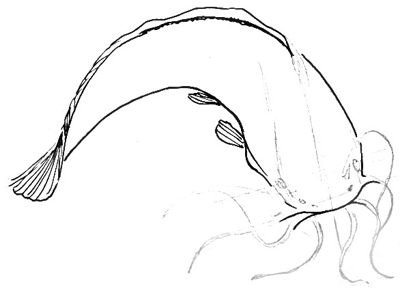 Сом карандашом