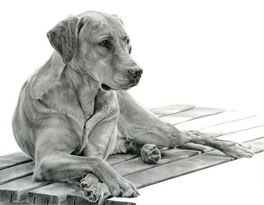 Зарисовки животных