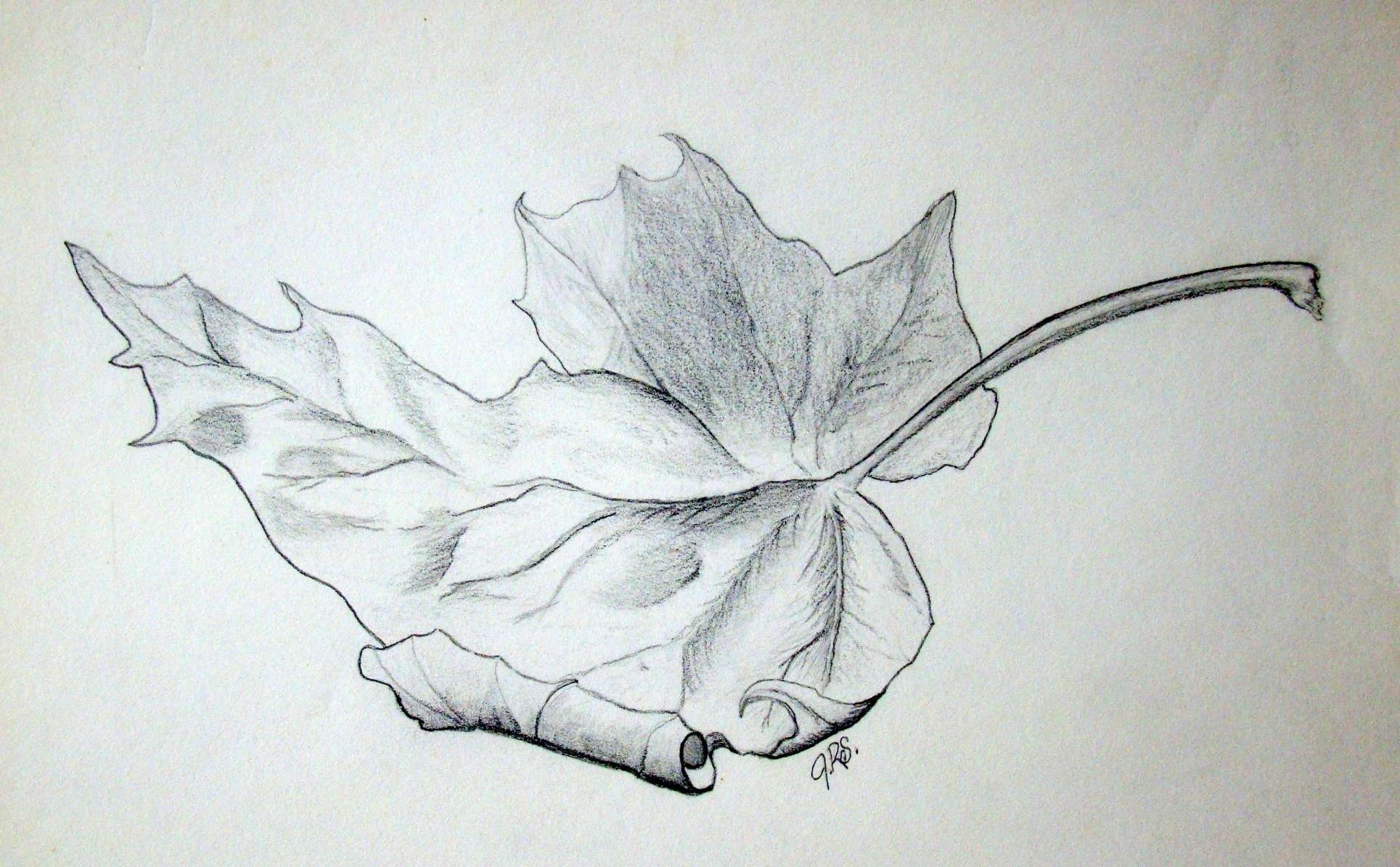 Листья и цветы карандашом