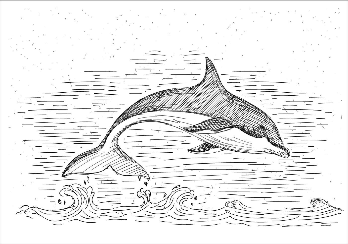 Дельфины в графике