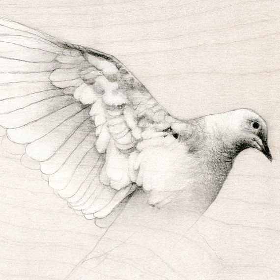 Голубь рисунок