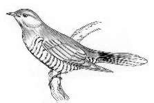 Раскраска птицы Кукушка