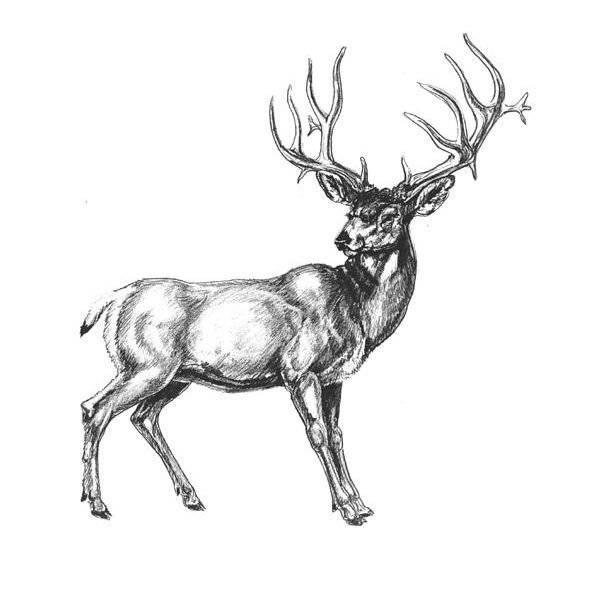 Рисование углем олень