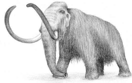 Мамонт схематически
