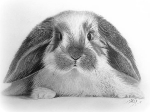 Кролик рисунок