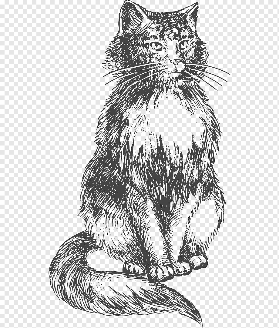 Сибирская кошка Графика