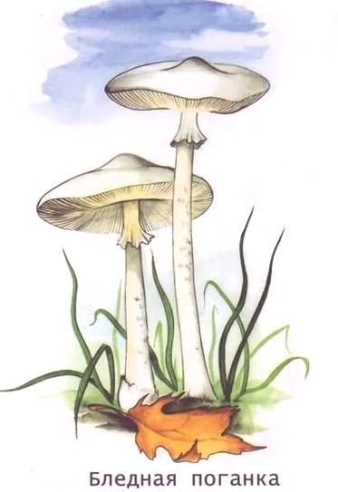 Бледная поганка раскраска для детей