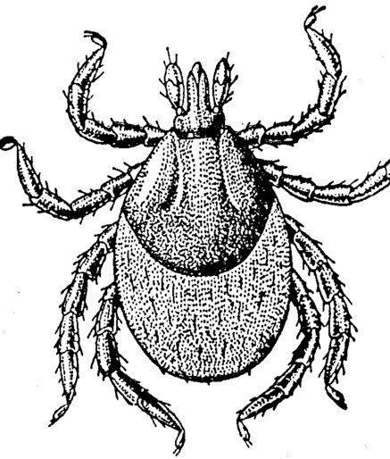 Иксодовый клещ рисунок