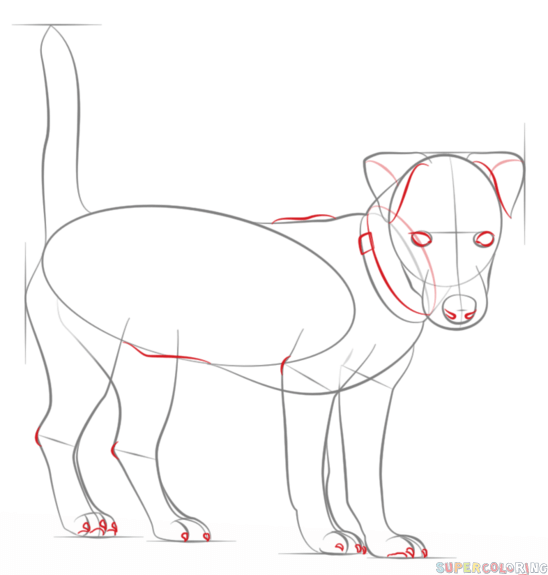 Нарисовать Джек Рассел терьера поэтапно