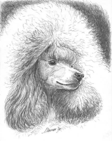 Пудель карандашом