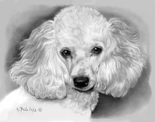 Пудель карандашом