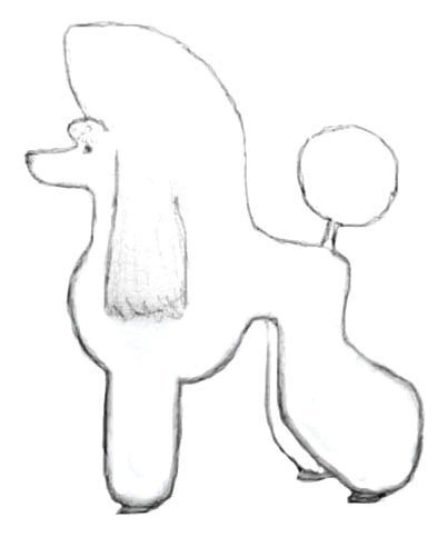 Схема стрижки пуделя Скандинавский Лев