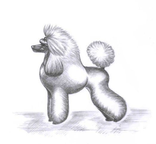Пудель карандашом для срисовки