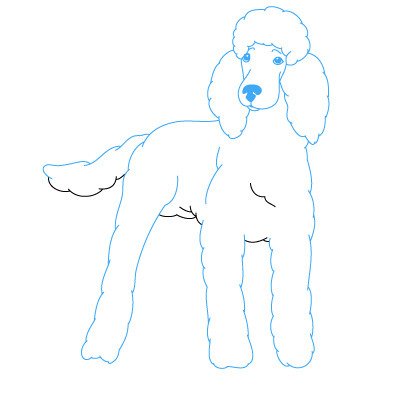 Пудель поэтапное рисование