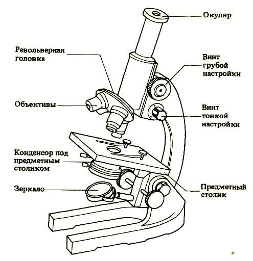 Строение светового микроскопа схема