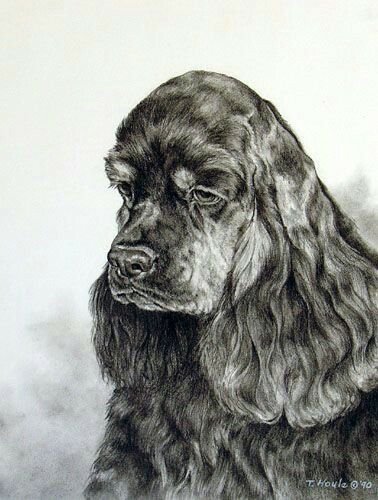 Английский спаниель