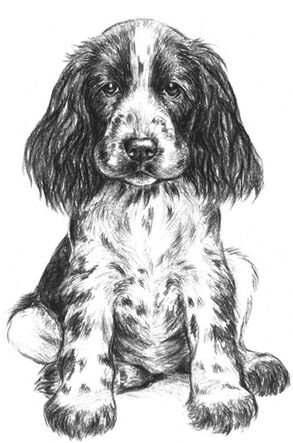 Русский охотничий спаниель