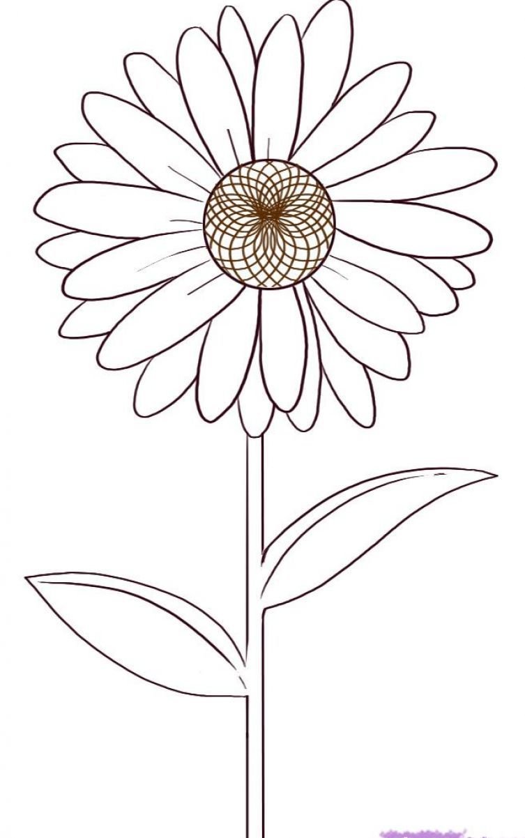 Цветок Ромашка карандашом