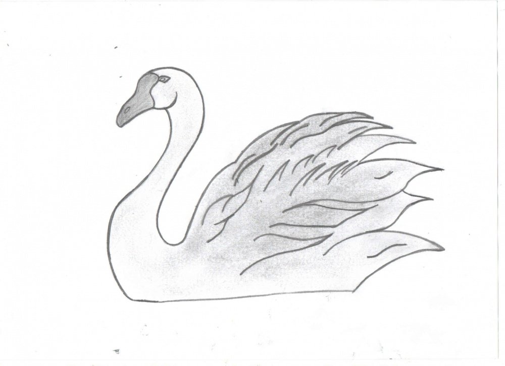 Нарисовать рисунок лебедушка. Лебедь рисунок. Рисование лебедя. Лебедь раскраска. Лебедь рисунок карандашом.