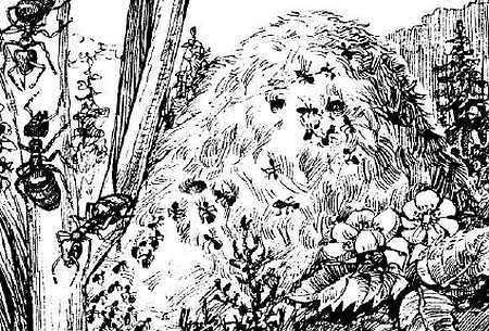 Раскраска Муравейник с муравьями