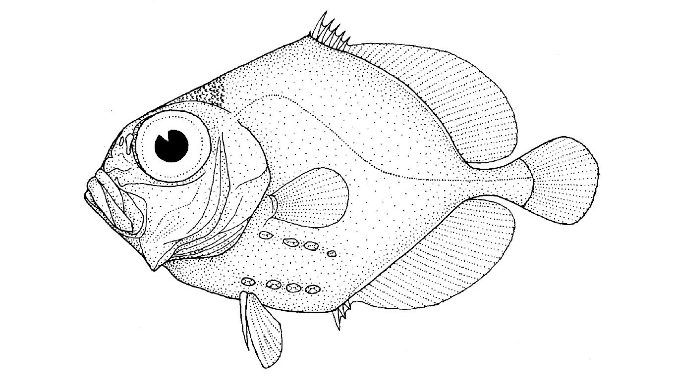 Зарисовки рыб