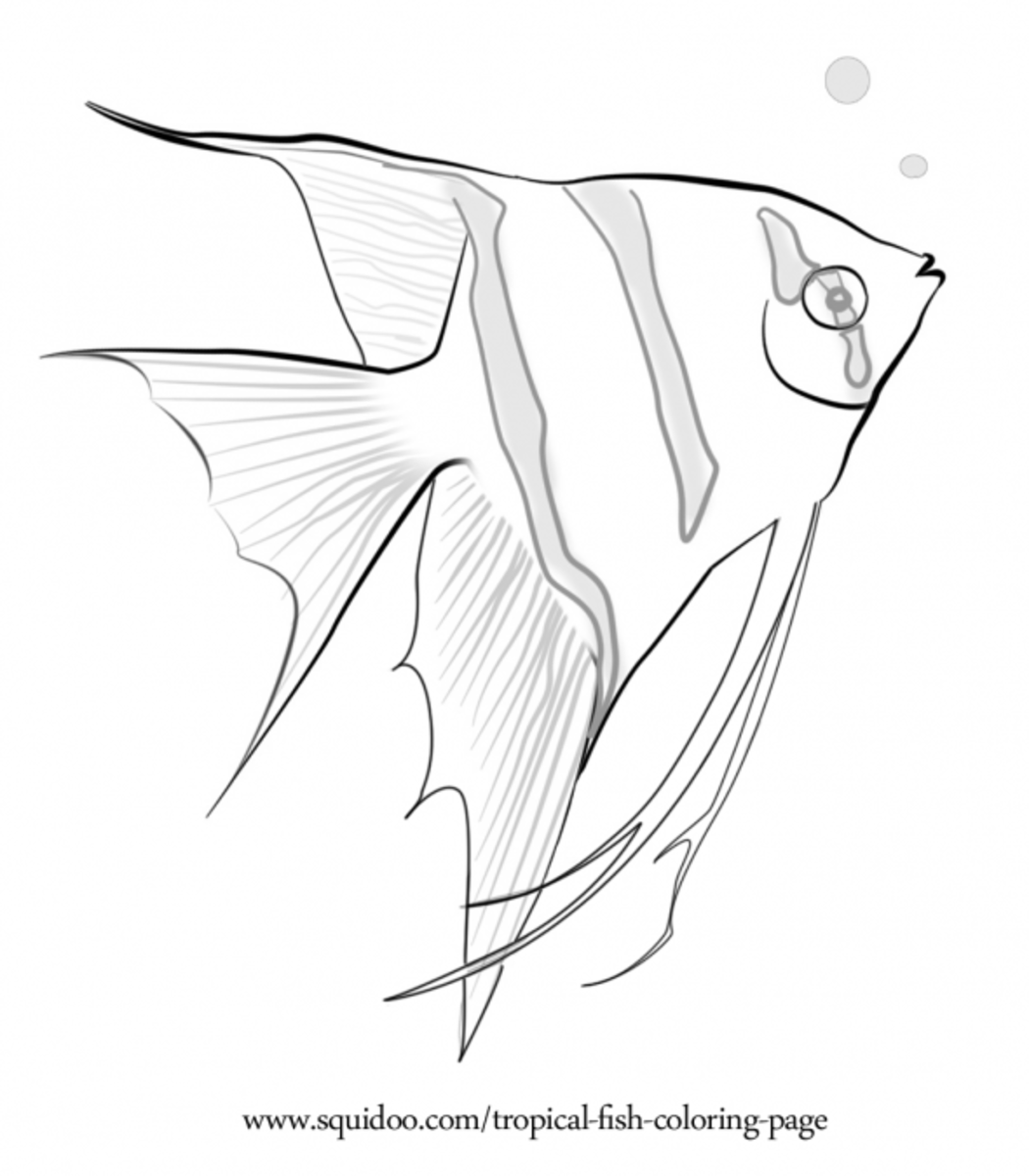 Скалярия аквариумная рыбка раскраска