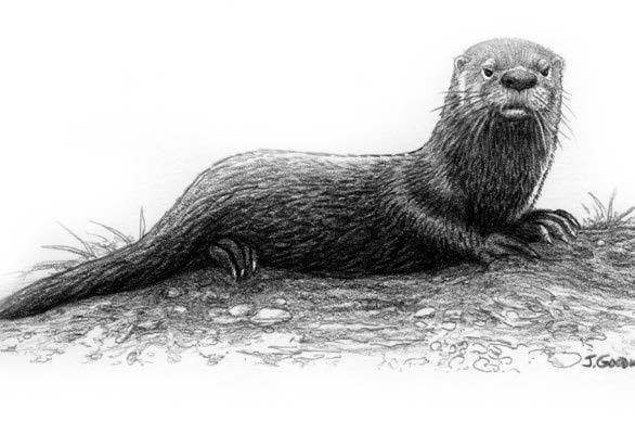 Выдра черно белая