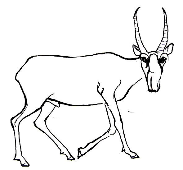 Сайгак рисунок