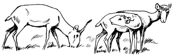 Сайгак контур