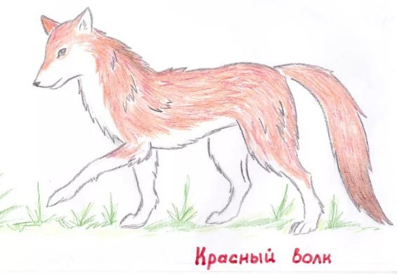 Красный волк рисунок