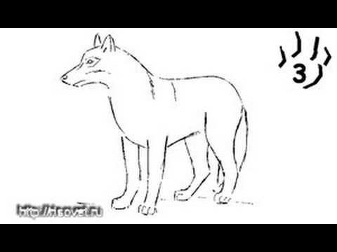 Красный волк рисунок карандашом (50 фото)