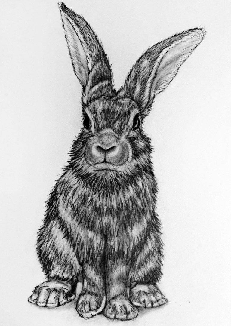 Зарисовка кролика